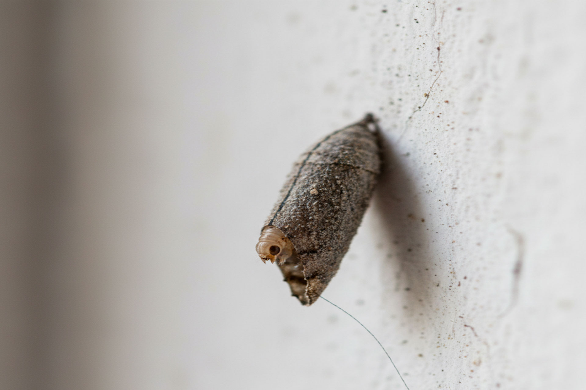 The Strange Houseguest on Your Wall